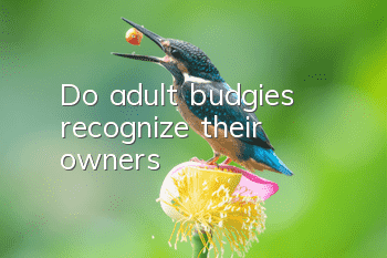 Do adult budgies recognize their owners?