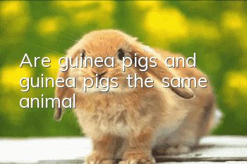 Are guinea pigs and guinea pigs the same animal?