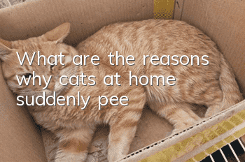 What are the reasons why cats at home suddenly pee?