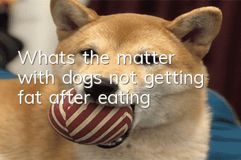 What's the matter with dogs not getting fat after eating?