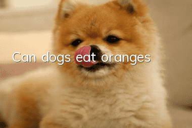 Can dogs eat oranges?