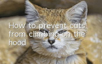 How to prevent cats from climbing on the hood