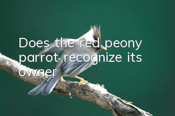 Does the red peony parrot recognize its owner?