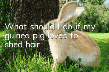 What should I do if my guinea pig loves to shed hair?