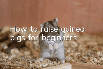 How to raise guinea pigs for beginners