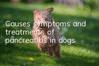 Causes, symptoms and treatments of pancreatitis in dogs