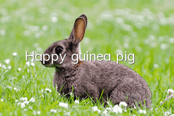 Happy guinea pig