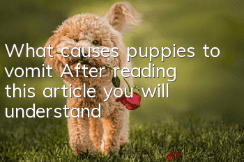 What causes puppies to vomit? After reading this article you will understand