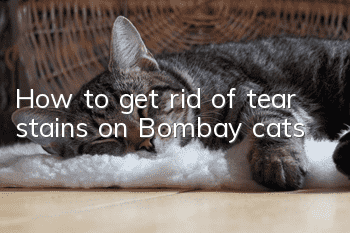 How to get rid of tear stains on Bombay cats