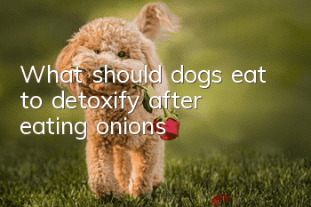 What should dogs eat to detoxify after eating onions?