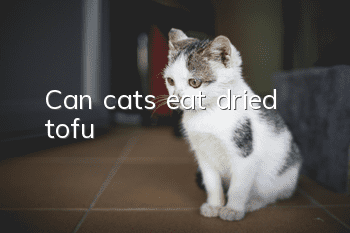 Can cats eat dried tofu?