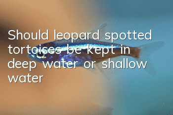 Should leopard spotted tortoises be kept in deep water or shallow water?