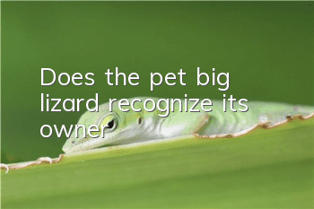 Does the pet big lizard recognize its owner?