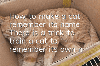 How to make a cat remember its name? There is a trick to train a cat to remember its own name!