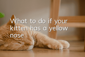 What to do if your kitten has a yellow nose?