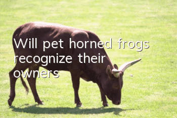 Will pet horned frogs recognize their owners?