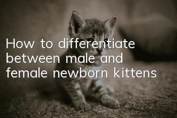 How to differentiate between male and female newborn kittens