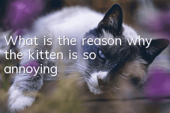 What is the reason why the kitten is so annoying?