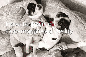 How to train a two-month-old Teddy