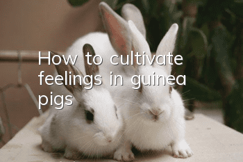 How to cultivate feelings in guinea pigs