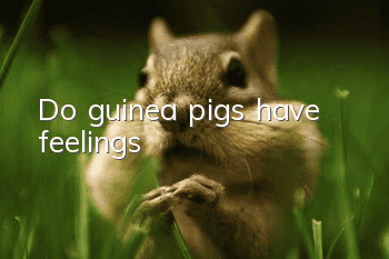 Do guinea pigs have feelings?