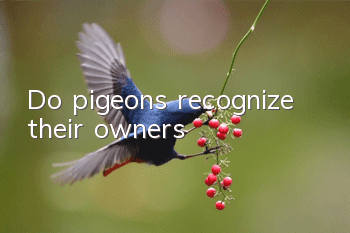 Do pigeons recognize their owners?