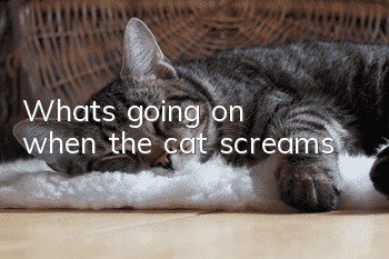 What's going on when the cat screams?