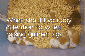 What should you pay attention to when raising guinea pigs?