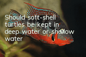 Should soft-shell turtles be kept in deep water or shallow water?