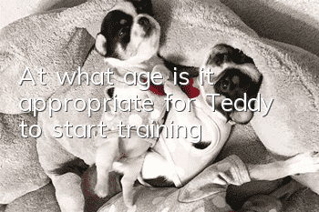 At what age is it appropriate for Teddy to start training?