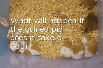 What will happen if the guinea pig doesn't take a bath?