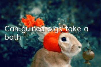 Can guinea pigs take a bath?