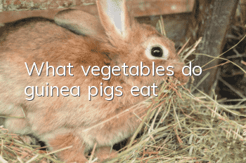 What vegetables do guinea pigs eat?