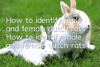 How to identify male and female dutch rats How to identify male and female dutch rats