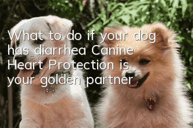 What to do if your dog has diarrhea? Canine Heart Protection is your golden partner!