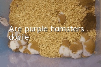 Are purple hamsters docile?