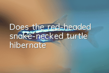 Does the red-headed snake-necked turtle hibernate?