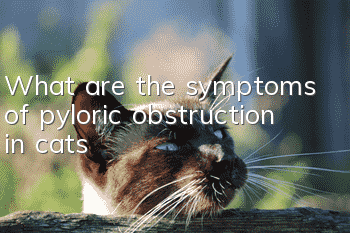 What are the symptoms of pyloric obstruction in cats?