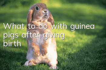 What to do with guinea pigs after giving birth