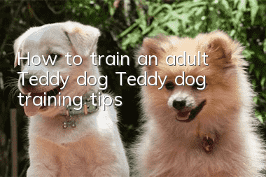 How to train an adult Teddy dog? Teddy dog ​​training tips!