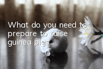 What do you need to prepare to raise guinea pigs?