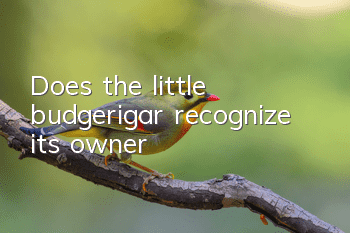 Does the little budgerigar recognize its owner?