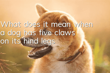 What does it mean when a dog has five claws on its hind legs?