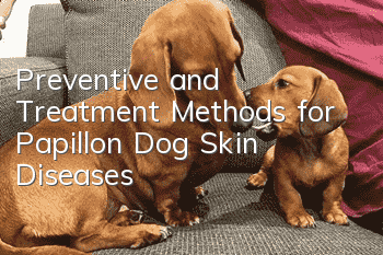 Preventive and Treatment Methods for Papillon Dog Skin Diseases