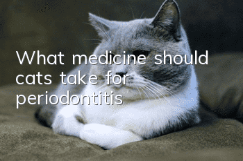 What medicine should cats take for periodontitis?