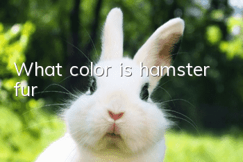 What color is hamster fur?