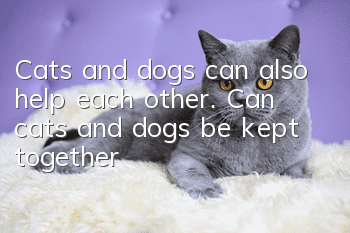 Cats and dogs can also help each other. Can cats and dogs be kept together?