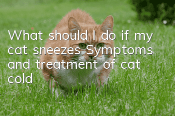 What should I do if my cat sneezes? Symptoms and treatment of cat cold!