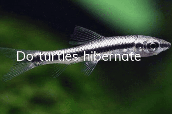 Do turtles hibernate?