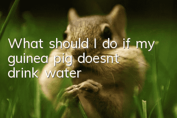 What should I do if my guinea pig doesn’t drink water?